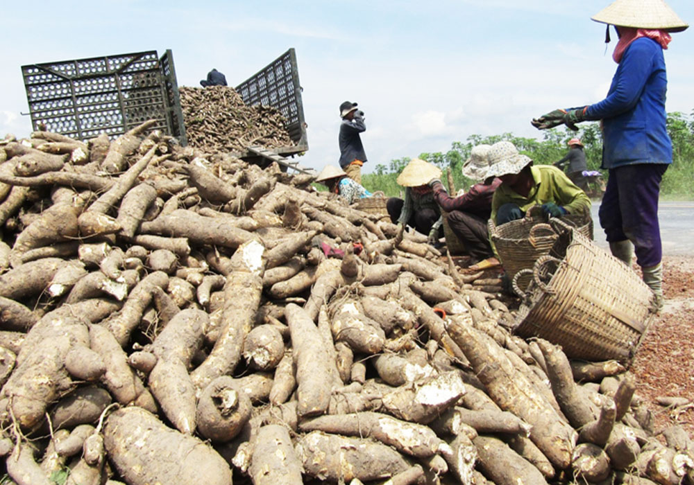 Tinh Bột Sắn Có Ứng Dụng & Quy Trình Sản Xuất Như Thế Nào