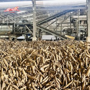 quy trình sản xuất tinh bột sắn tại tây nguyên đăk hà